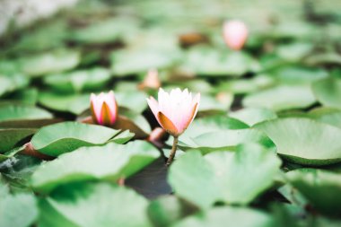 Güzel su çiçekleri. Makro.