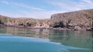 seal pup swimming towards the camera in the sea and then diving under the water