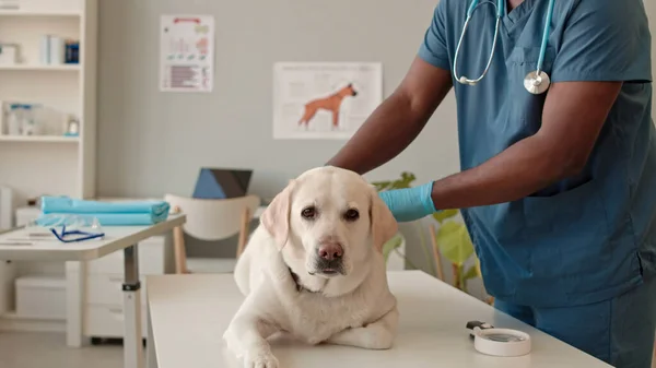 White Dog Being Examined Veterinarian — Stockfoto
