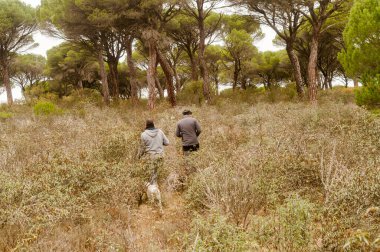 Two men with their dogs walk through bushes in a pine forest on a foggy autumn day. View from behind of hikers walking through the mountain.