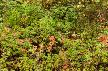 Green and orange background with leaves and branches of a blackberry (Rubus ulmifolius) in the forest in autumn.
