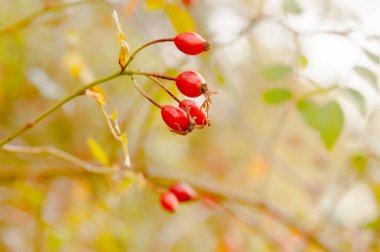 Rose hips from a wild rose bush (Canine Rose) in a forest in Spain in autumn. Selective focus on the bottom fruit of the 4, blurred background. Horizontal view of red berries on a branch of the bush.