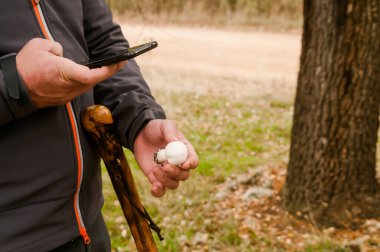 Wild mushroom in the hand of a person who identifies the fungus species with a phone app in autumn in a Zamora forest. Agaricus campestris.