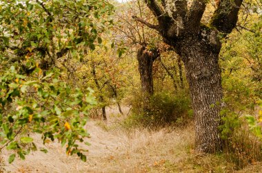 Trees and bushes inside the forest with fog in autumn. Horizontal view of tree trunks and vegetation.