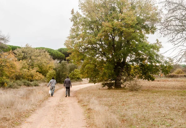 Two grown men walk their dogs along a country path on a beautiful foggy fall day. View from behind of people walking in nature with their two pets. Horizontal view with copy space.