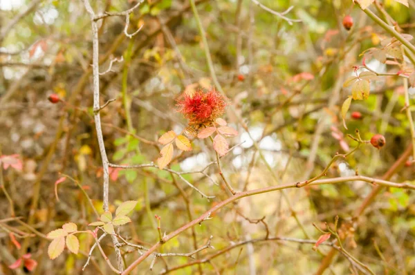 Diplolepis Rosae Gall Wild Rose Bush Rosa Canina Forest Autumn — Foto de Stock