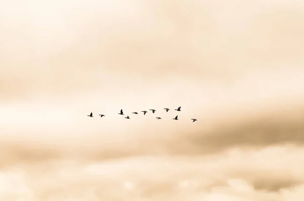 Silhouette Group Ducks Geese Flying Orange Sky Winter Day Lagunas — Stockfoto