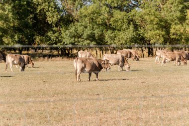 Cow of the native Spanish breed, Parda de Montaa, Bos taurus, with its head raised while other cows graze outdoors in summer in a dehesa in Spain.