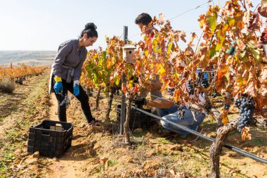 Woman harvesting with other workers in a vineyard in Toro, Zamora, Spain. Horizontal view of people harvesting grapes on a sunny autumn day.