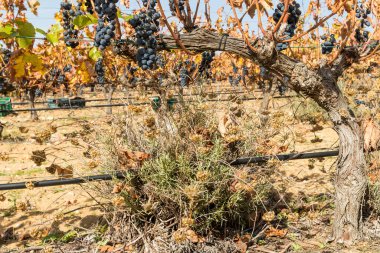 Bunches of ripe red grapes hanging from a vine during harvest. Horizontal view of the plant with Tint of Toro grapes in autumn.