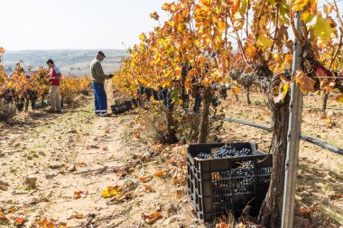 Freshly harvested red grapes in a box at a vineyard during the harvest season in Toro, Zamora, Spain. Horizontal view of the vines with the grape harvesters in the background.
