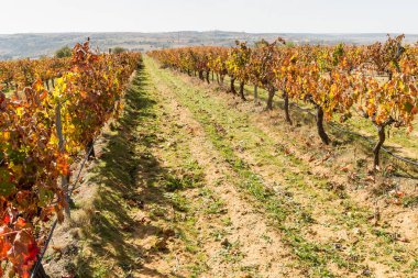 Dirt road separating the vines of an ecological vineyard on a sunny autumn day. Horizontal view of the recently harvested vineyard.