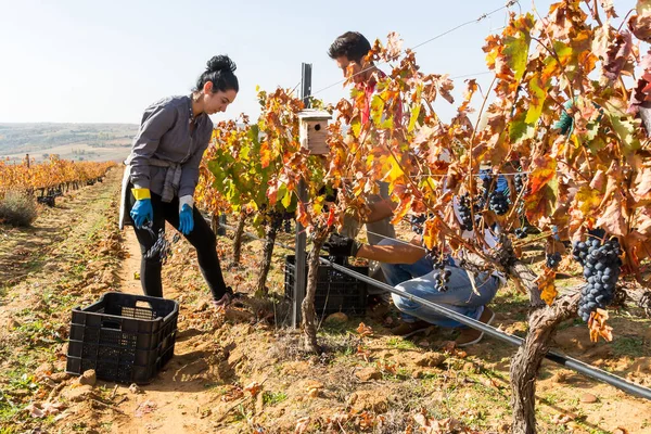 Woman Harvesting Other Workers Vineyard Toro Zamora Spain Horizontal View Лицензионные Стоковые Фото