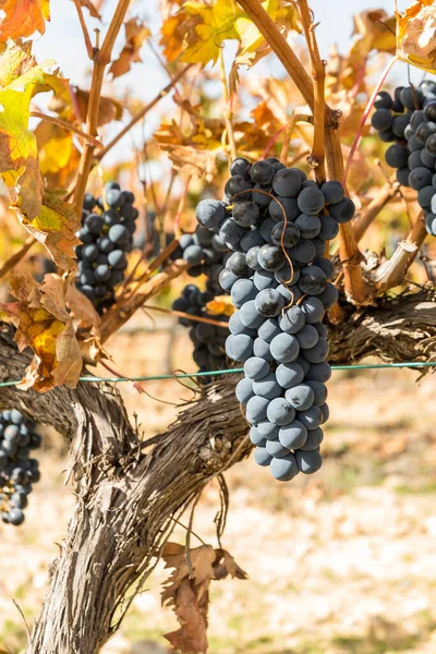 Bunch Ripe Red Grapes Hanging Vine Harvest Season Autumn Vertical Стоковая Картинка