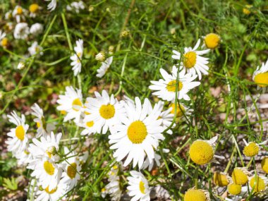 Beautiful Chamomil flowers with green grass, yellow and white flower / herbs and sharp nature close up.