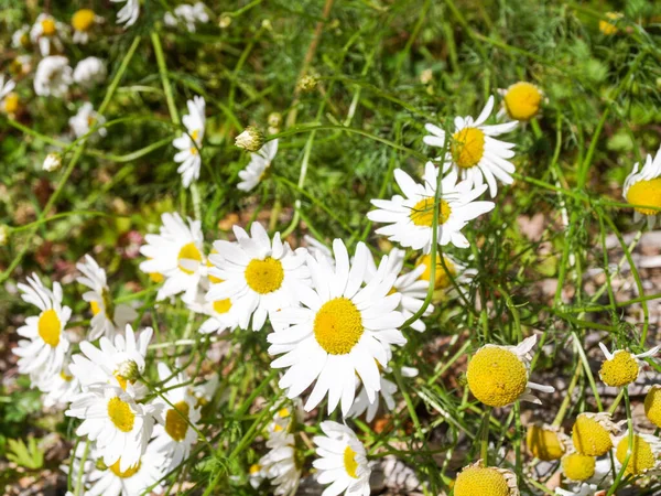 Beautiful Chamomil flowers with green grass, yellow and white flower / herbs and sharp nature close up.