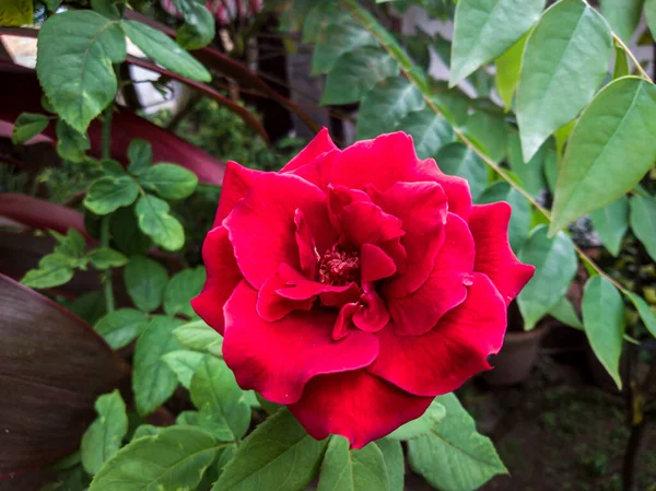 Rose Rouge Dans Jardin — Photo