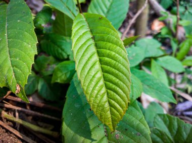 guava leaves are used for herbal medicine