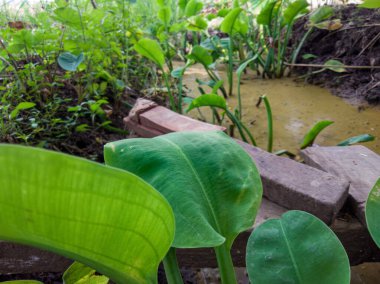 Green water spinach In the garden 