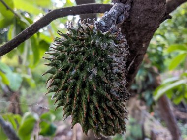 Soursop fruit In the garden