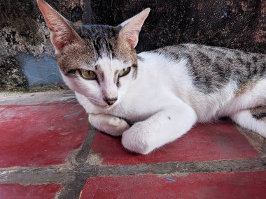Cute domestic cat from indonesia