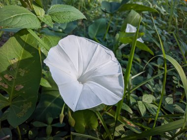 Tropical flower blooming In the garden 