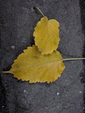 withered and fallen leaves on the ground