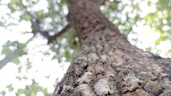 big tamarind tree with blur background