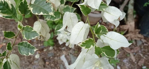 White Bougainvillea Has Scientific Name Bougainvillea Spectabilis Popular Ornamental Plant — Zdjęcie stockowe