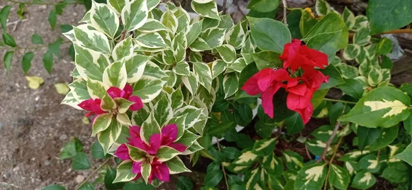 Red Paper Flower Scientific Name Bougainvillea Glabra Ornamental Plant Originating — Stockfoto