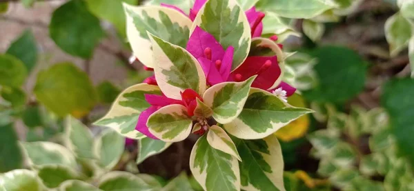 Red Paper Flower Scientific Name Bougainvillea Glabra Ornamental Plant Originating — 图库照片