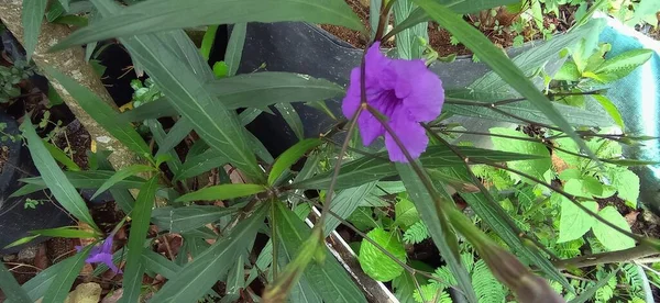 Purple Golden Flower Has Latin Name Ruellia Tuberosa One Wild — 图库照片