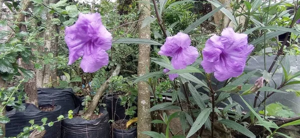 Purple Golden Flower Has Latin Name Ruellia Tuberosa One Wild — 图库照片