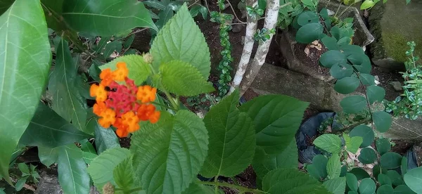 Lantana urticoides, also known as Texas Lantana, is a three- to five-foot perennial shrub that grows in Mexico and the U.S. states of Texas, Louisiana and Mississippi especially along the Gulf coast