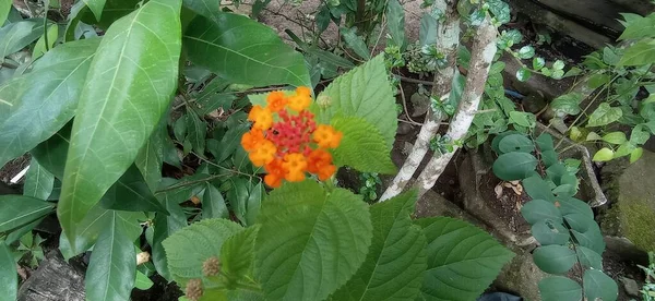 Lantana Urticoides Also Known Texas Lantana Three Five Foot Perennial — Foto Stock