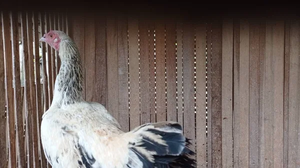 a chicken that seems to know when it's being photographed