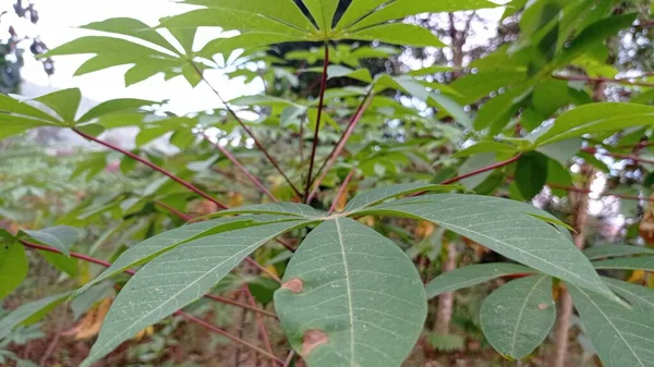 Cassava Leaves Plantation — Zdjęcie stockowe