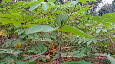 cassava leaves on the plantation