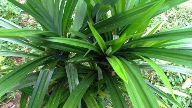 Pandanus is thought to have come from islands in the Pacific Ocean, with the largest distribution in Madagascar and Malesia. For its distribution, there are almost all over Indonesia, because this plant is easy to grow
