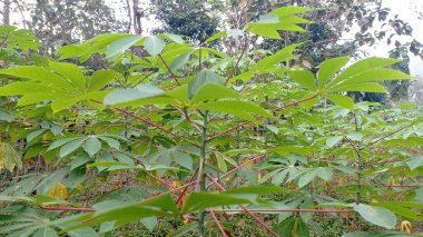 cassava leaves on the plantation