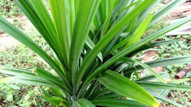 Pandanus is thought to have come from islands in the Pacific Ocean, with the largest distribution in Madagascar and Malesia. For its distribution, there are almost all over Indonesia, because this plant is easy to grow
