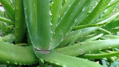 Aloe vera is a species of plant with thick fleshy leaves of the genus Aloe. This plant is chronic, originating from the Arabian Peninsula, and its wild plants have spread to tropical, semi-tropical, and dry climates in various parts of the world