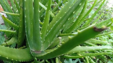 Aloe vera is a species of plant with thick fleshy leaves of the genus Aloe. This plant is chronic, originating from the Arabian Peninsula, and its wild plants have spread to tropical, semi-tropical, and dry climates in various parts of the world