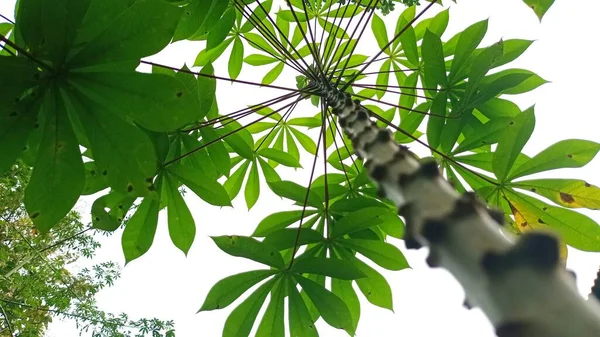 Cassava Leaves Plantation — Fotografia de Stock