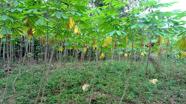 Cassava Leaves Plantation — Stockfoto