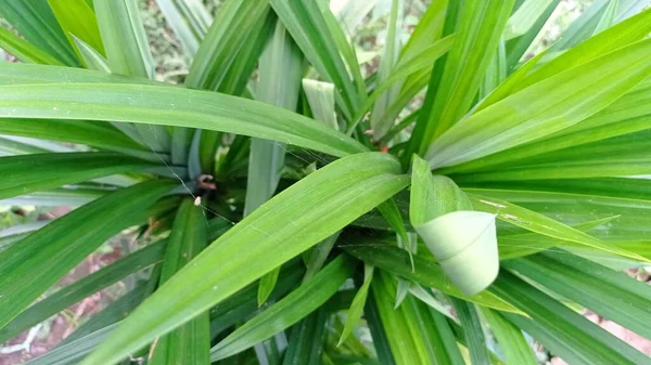 Pandanus Thought Have Come Islands Pacific Ocean Largest Distribution Madagascar — ストック写真