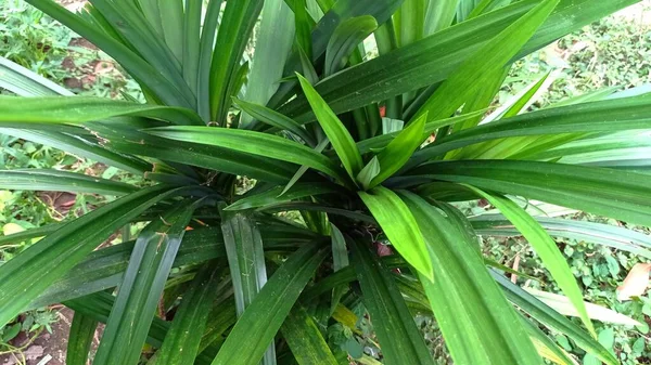 Pandanus Thought Have Come Islands Pacific Ocean Largest Distribution Madagascar — Stockfoto