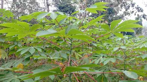 Cassava Leaves Plantation — Zdjęcie stockowe