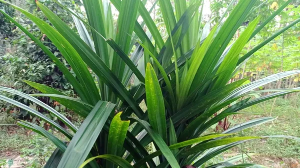 Pandanus Thought Have Come Islands Pacific Ocean Largest Distribution Madagascar — Fotografia de Stock