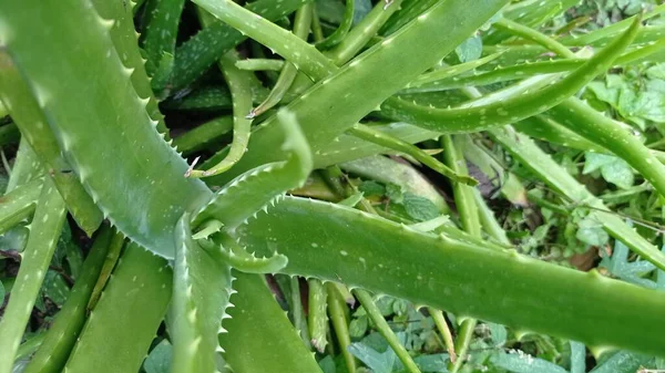 Aloe Vera Species Plant Thick Fleshy Leaves Genus Aloe Plant — Fotografia de Stock